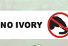 Ivory_Ban