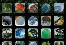 She Looks up at the Trees