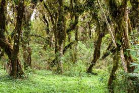 Pernambuco forest no cr
