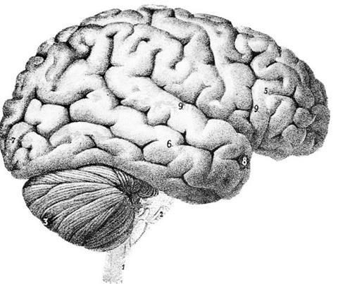 HumanBrain