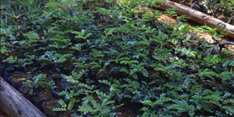 Pernambuco seedlings