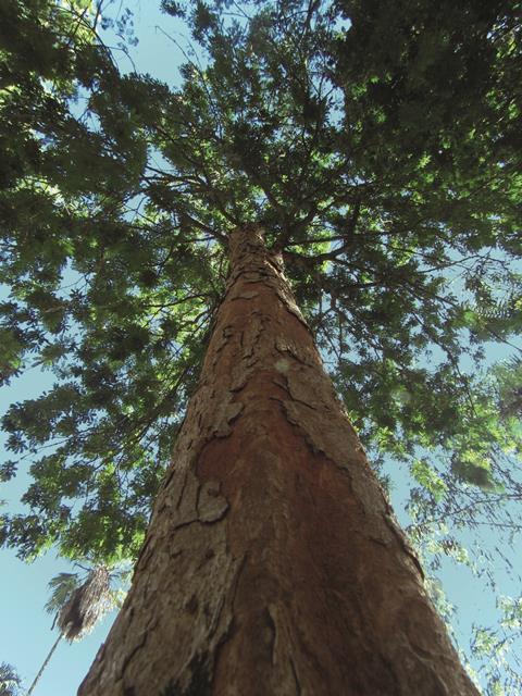 Árvore_pau-brasil_(Paubrasilia_echinata)_por_Jani_Pereira