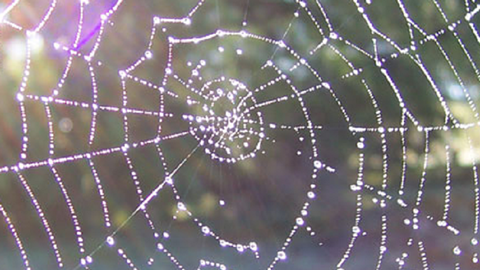 spider silk