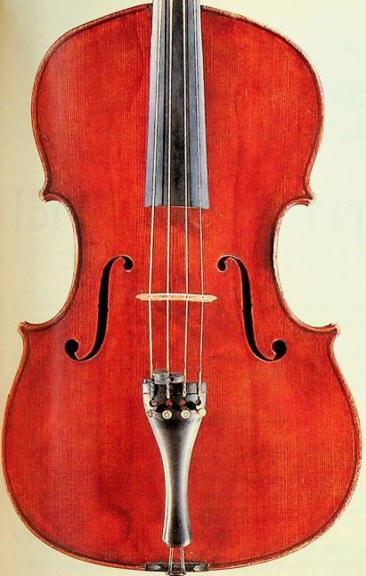Mantegazza viola front view
