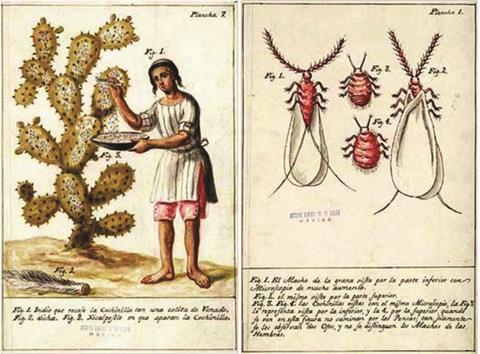 4 Growing cochineal